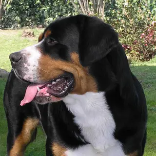 Greater Swiss Mountain Dog