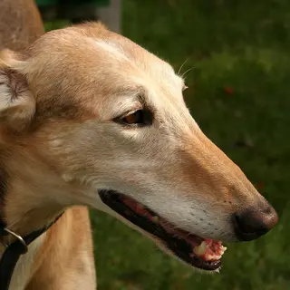 Greyhound