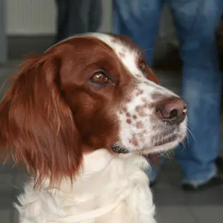 Irish Red and White Setter