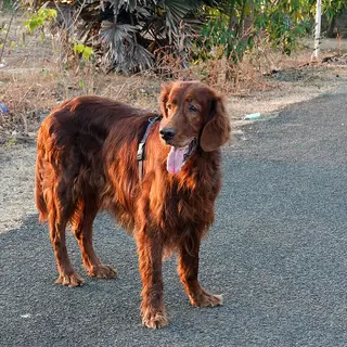 Irish Setter