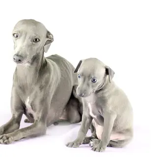 Italian Greyhound