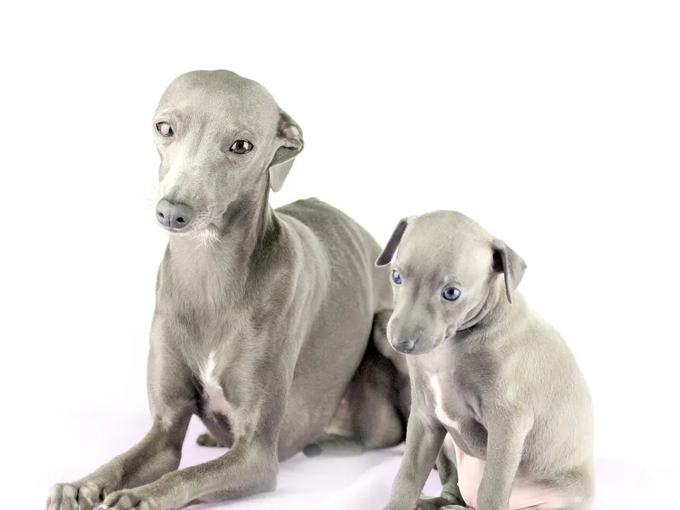 Italian Greyhound