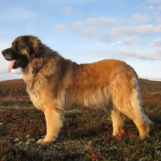 Leonberger