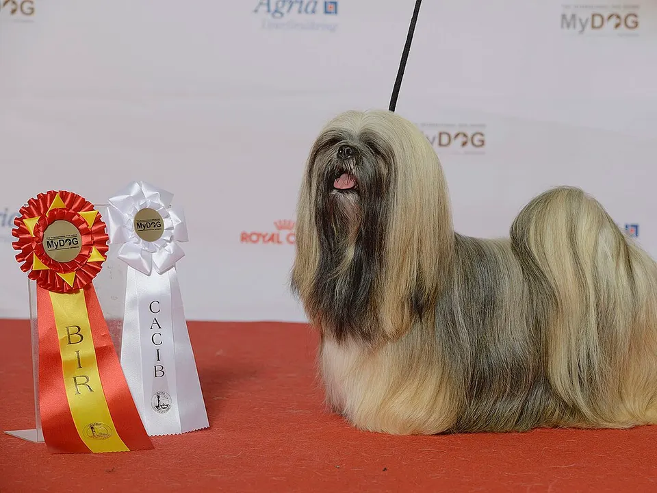 Lhasa Apso