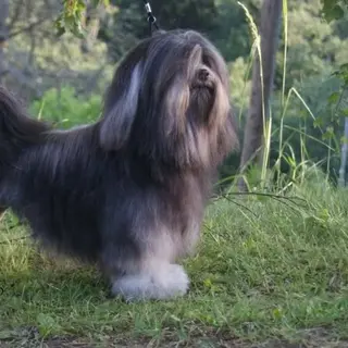 Löwchen