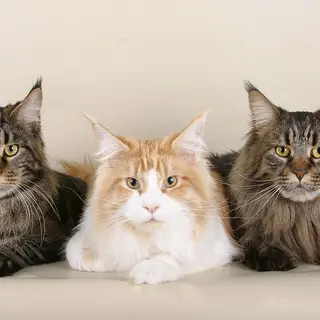 Maine Coon