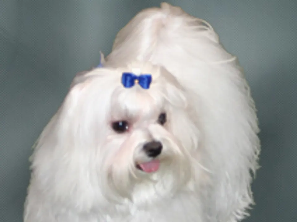 Maltese
