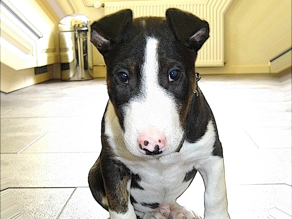 Miniature Bull Terrier