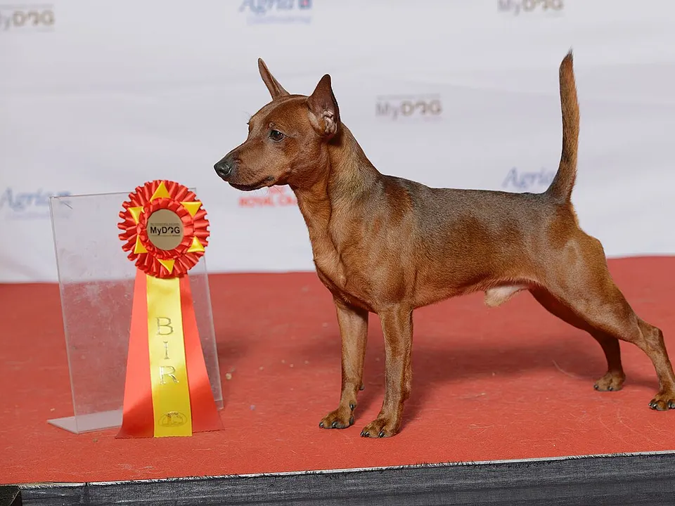 Miniature Pinscher