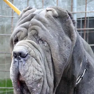Neapolitan Mastiff