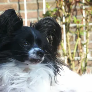 Papillon