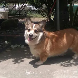 Pembroke Welsh Corgi