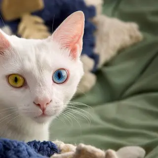 Persian