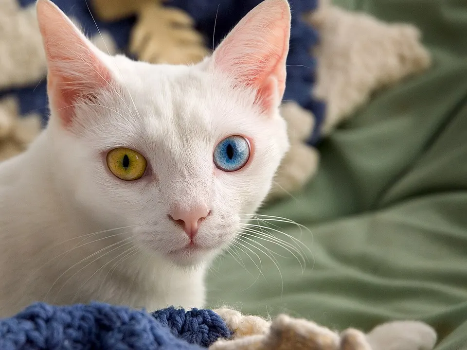 Persian