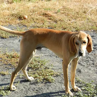 Plott Hound