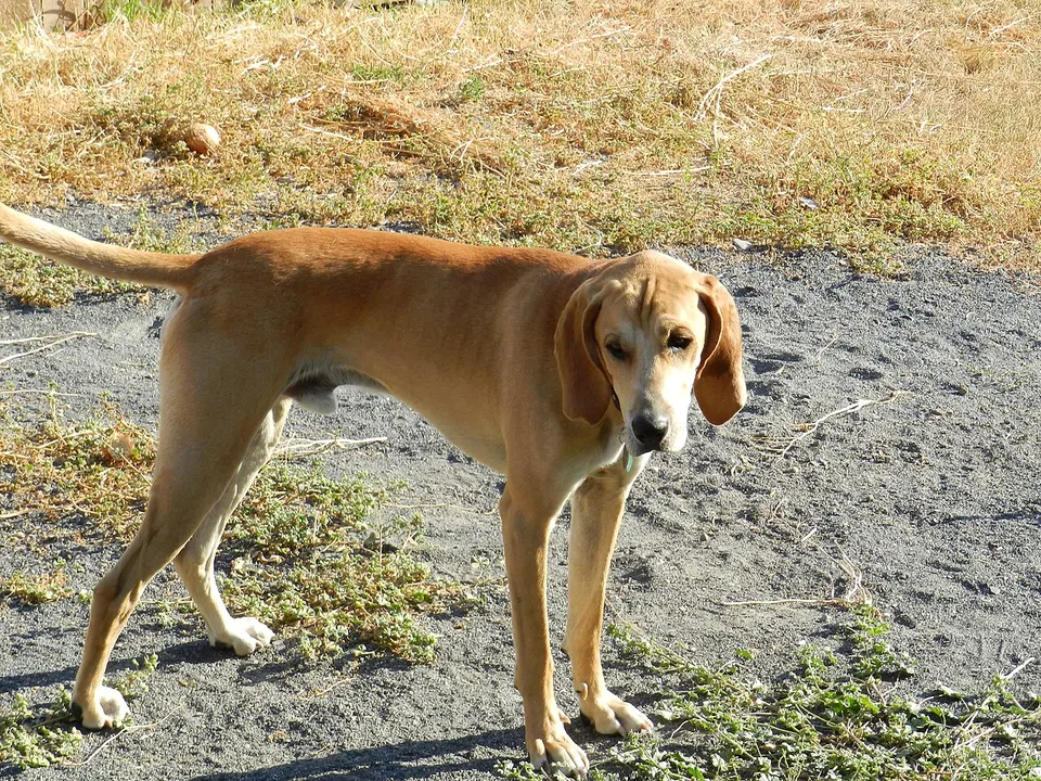 Plott Hound