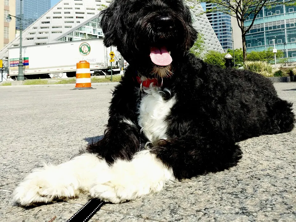 Portuguese Water Dog