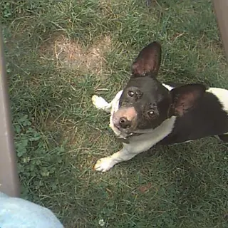 Rat Terrier