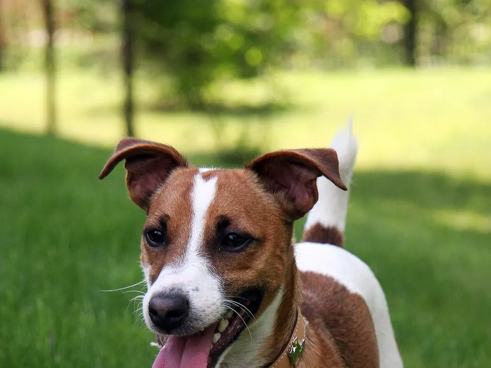 Russell Terrier