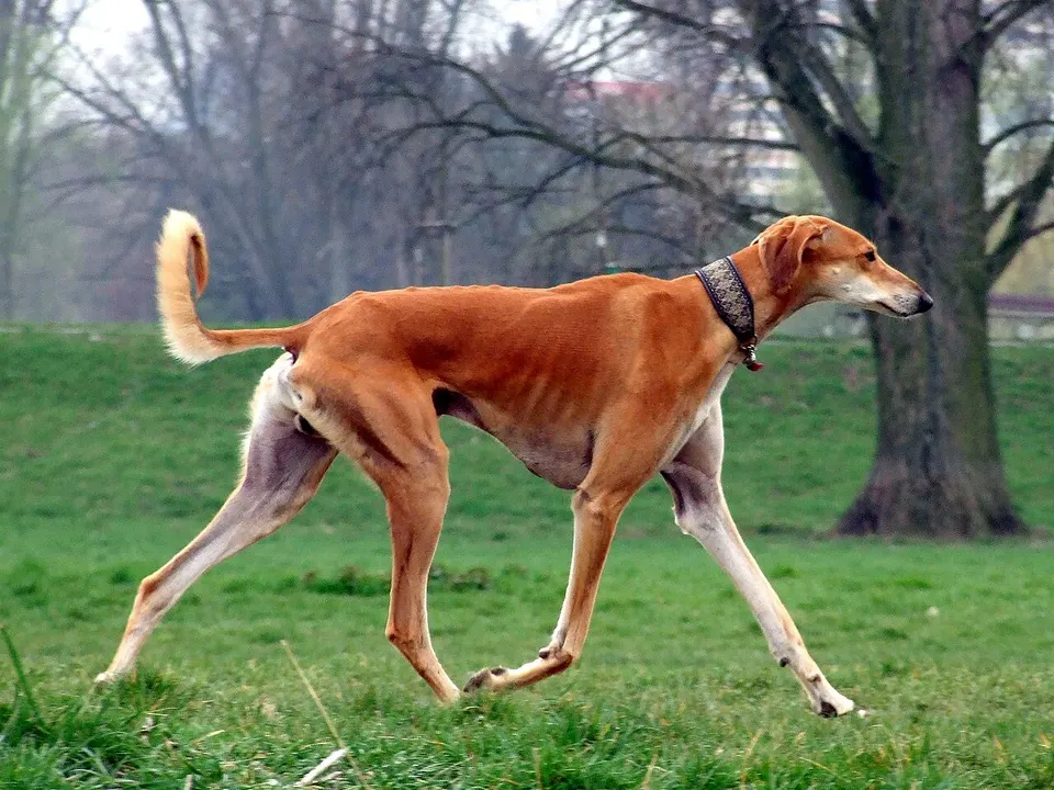 Saluki