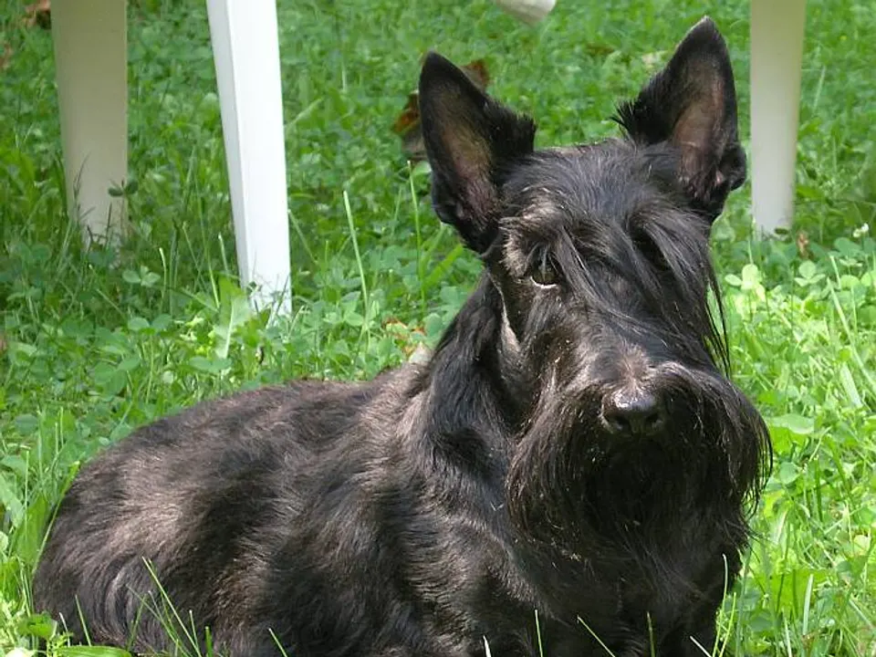 Scottish Terrier