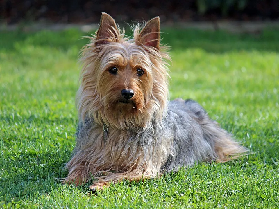 Silky Terrier