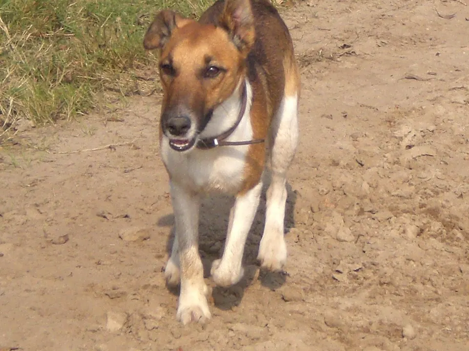 Smooth Fox Terrier