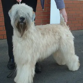 Soft Coated Wheaten Terrier
