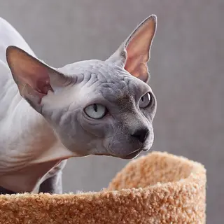 Sphynx