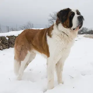 Saint Bernard