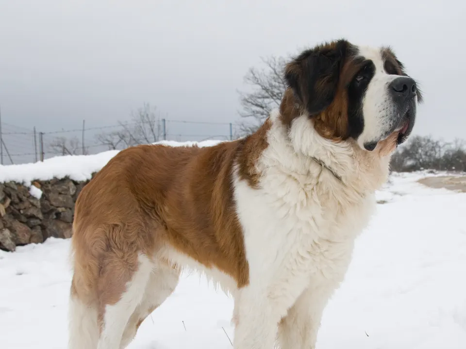 Saint Bernard