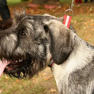 Standard Schnauzer