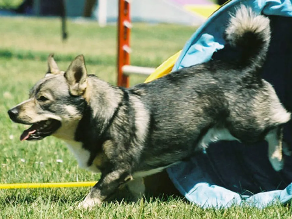 Swedish Vallhund