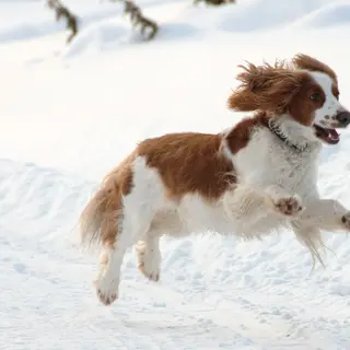 Welsh Springer Spaniel