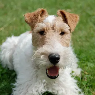 Wire Fox Terrier