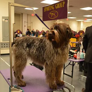 Wirehaired Pointing Griffon