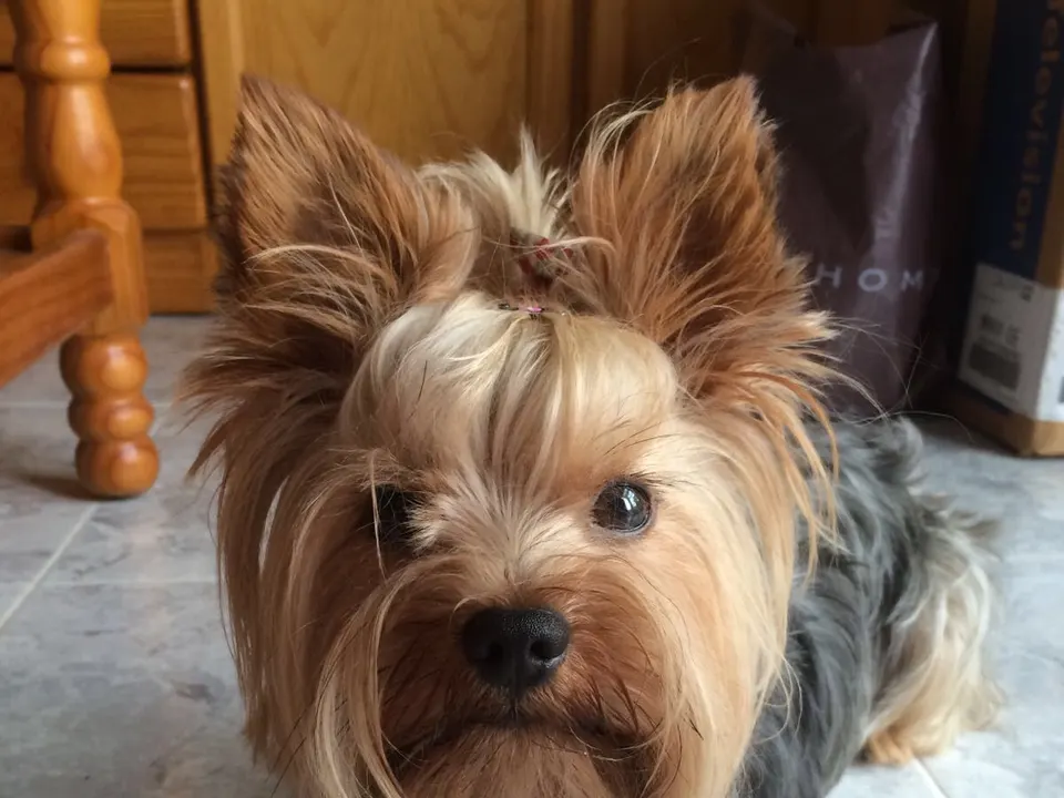 Yorkshire Terrier (Yorkie)